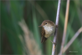 <p>RÁKOSNÍK OBECNÝ (Acrocephalus scirpaceus) jižní Morava ---- /Eurasian reed warbler – Teichrohrsänger/</p>
